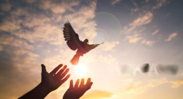 عفو معیاری چیست؟