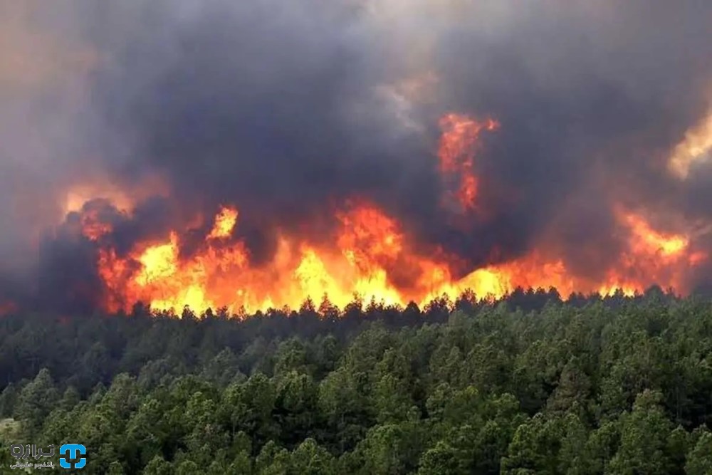 آتش به جان جنگلهای هیرکانی؛ بررسی ابعاد حقوقی آتشسوزی جنگلهای الیت